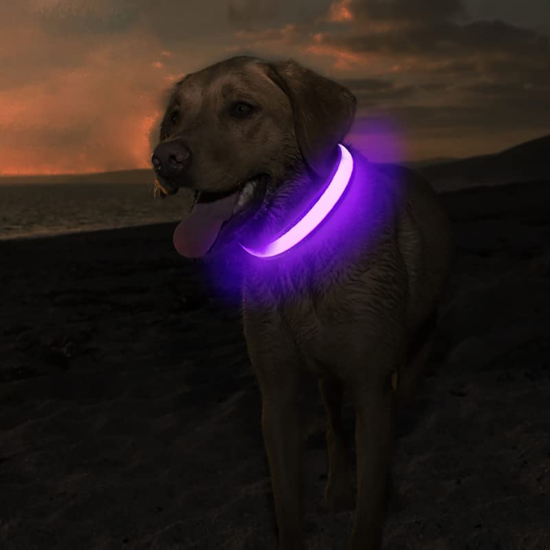 MASBRILL Light Up Dog Collar - LED Dog Collar Rechargeable Waterproof Night Walking Glow Collar for Dogs (M, Purple)