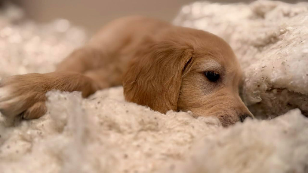 Rectangular Muslin Dog Bed Insert with Raw Cotton Filler, Natural Pet Bed Cushion Insert, Breathable Inner Pillow for Do