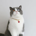 2X Dog Collars with Rhinestones, Teardrop-Shaped Pendants, for and Cats, 2 Pcs