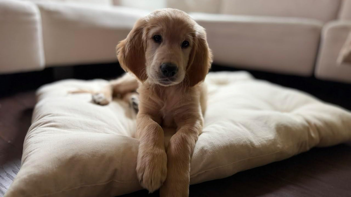 Rectangular Muslin Dog Bed Insert with Raw Cotton Filler, Natural Pet Bed Cushion Insert, Breathable Inner Pillow for Do