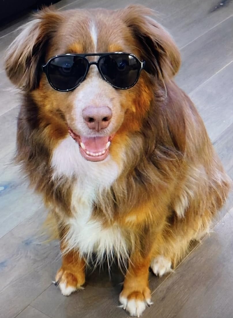 G010 Dog pet Costume Aviator Sunglasses for Medium Breeds 20-40 lbs (Black)