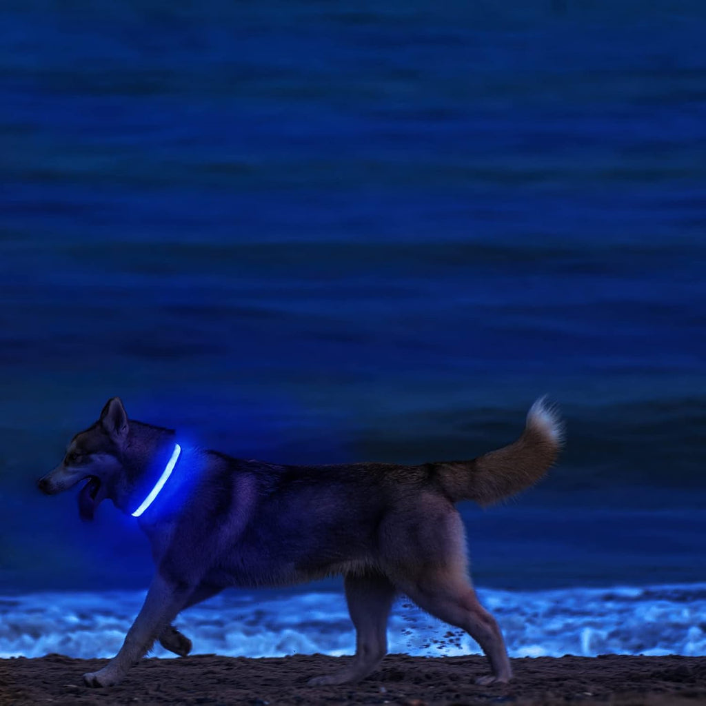 Light Up DogCollars-Rechargeable LED Dog Collar-Waterproof Night Walking Glowing Dog Collar for Small Medium Large Dogs