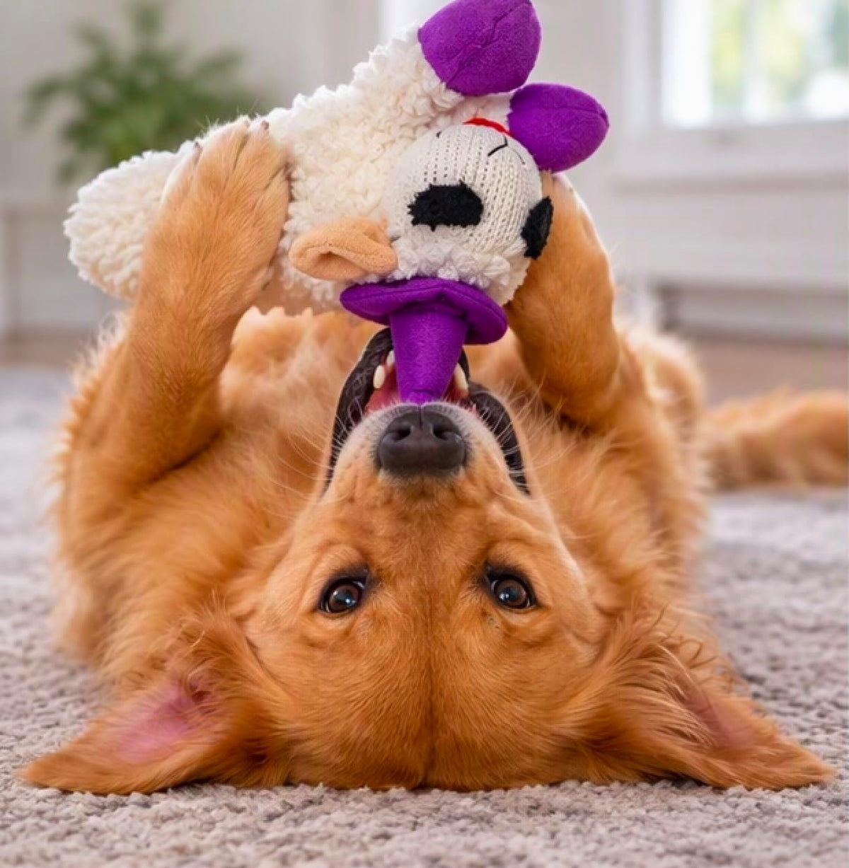 Halloween Plush Lamb 10" Chops Dog Toy with Colored Witch Hat and Paws (Orange)