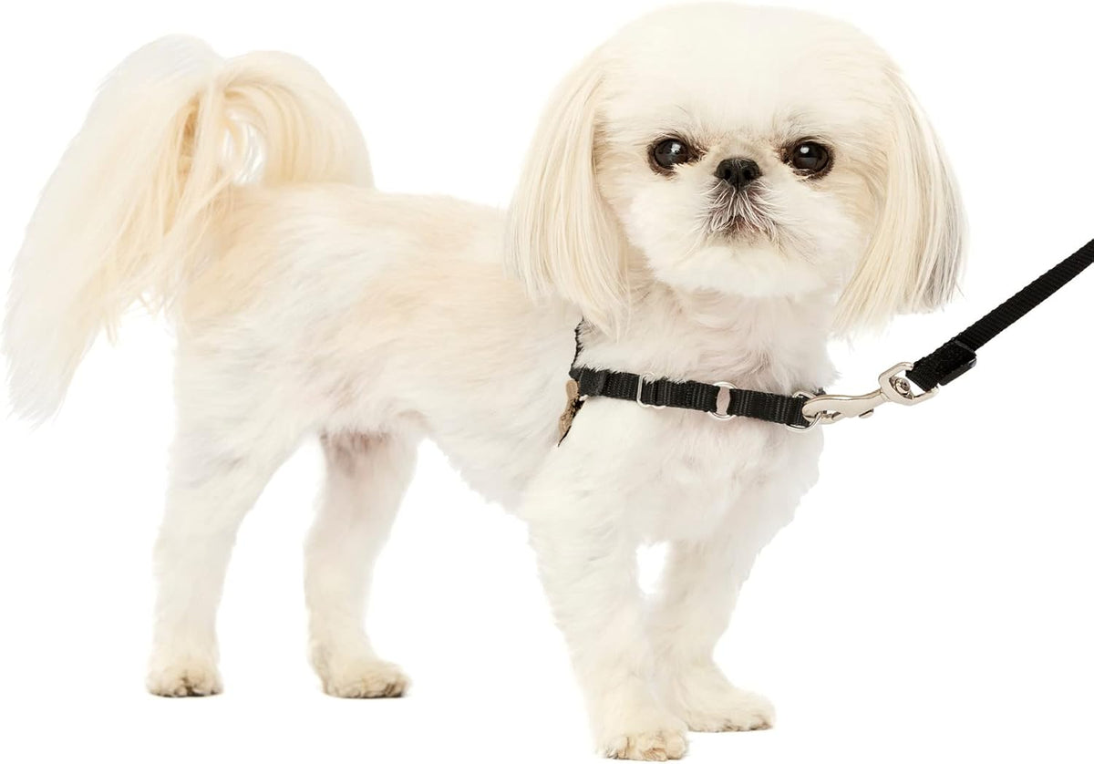 PetSafe Easy Walk Harness, No Pull Dog Harness, Raspberry, Medium/Large