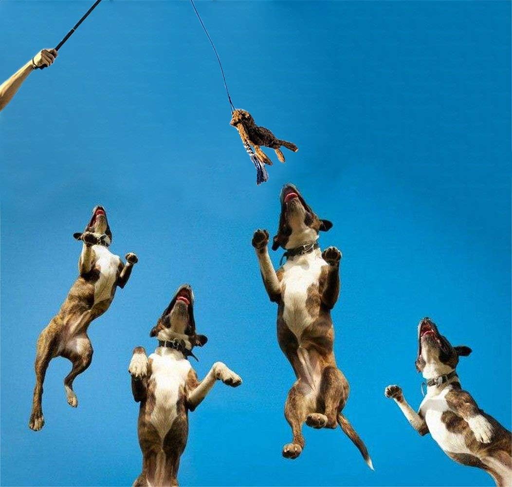ASOCEA Dog Extendable Teaser Wand Pet Flirt Stick Pole Puppy Chasing Tail Interactive Toy for Small Medium Large Dogs Tr