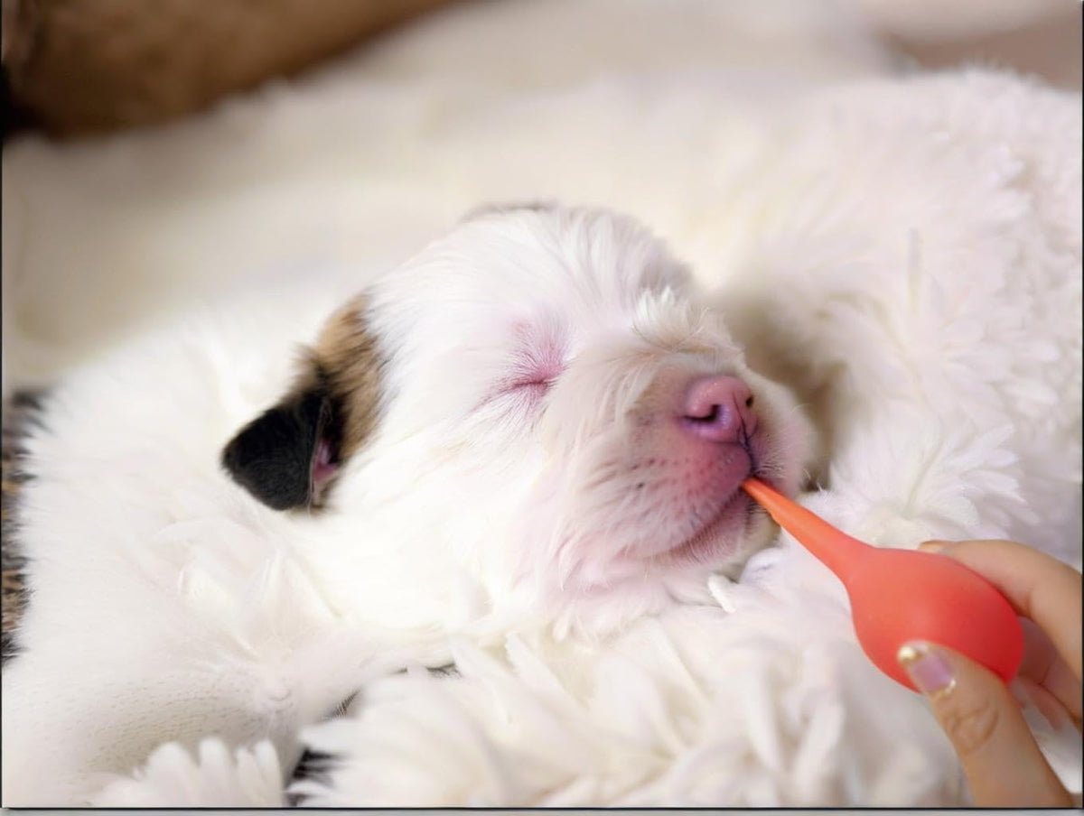 11pcs Puppy Kitten Feeding Tube Kit for Small Animals and Clear Feeding Syringe 5/10/20/30/60ml, Clear Feeding Tube, Syr