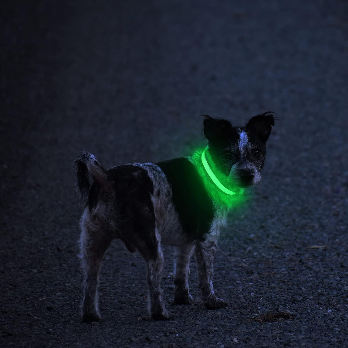 LED Dog Collar - Light Up Dog Collars Rechargeable - Waterproof Night Walking Glowing Dog Collar for Small, Medium, Larg