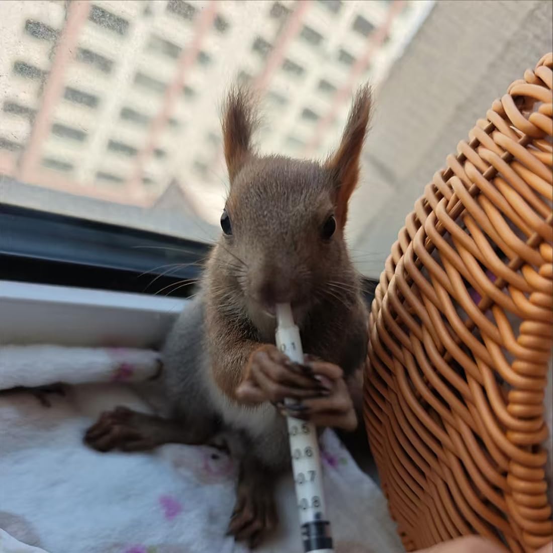 11pcs Puppy Kitten Feeding Tube Kit for Small Animals and Clear Feeding Syringe 5/10/20/30/60ml, Clear Feeding Tube, Syr