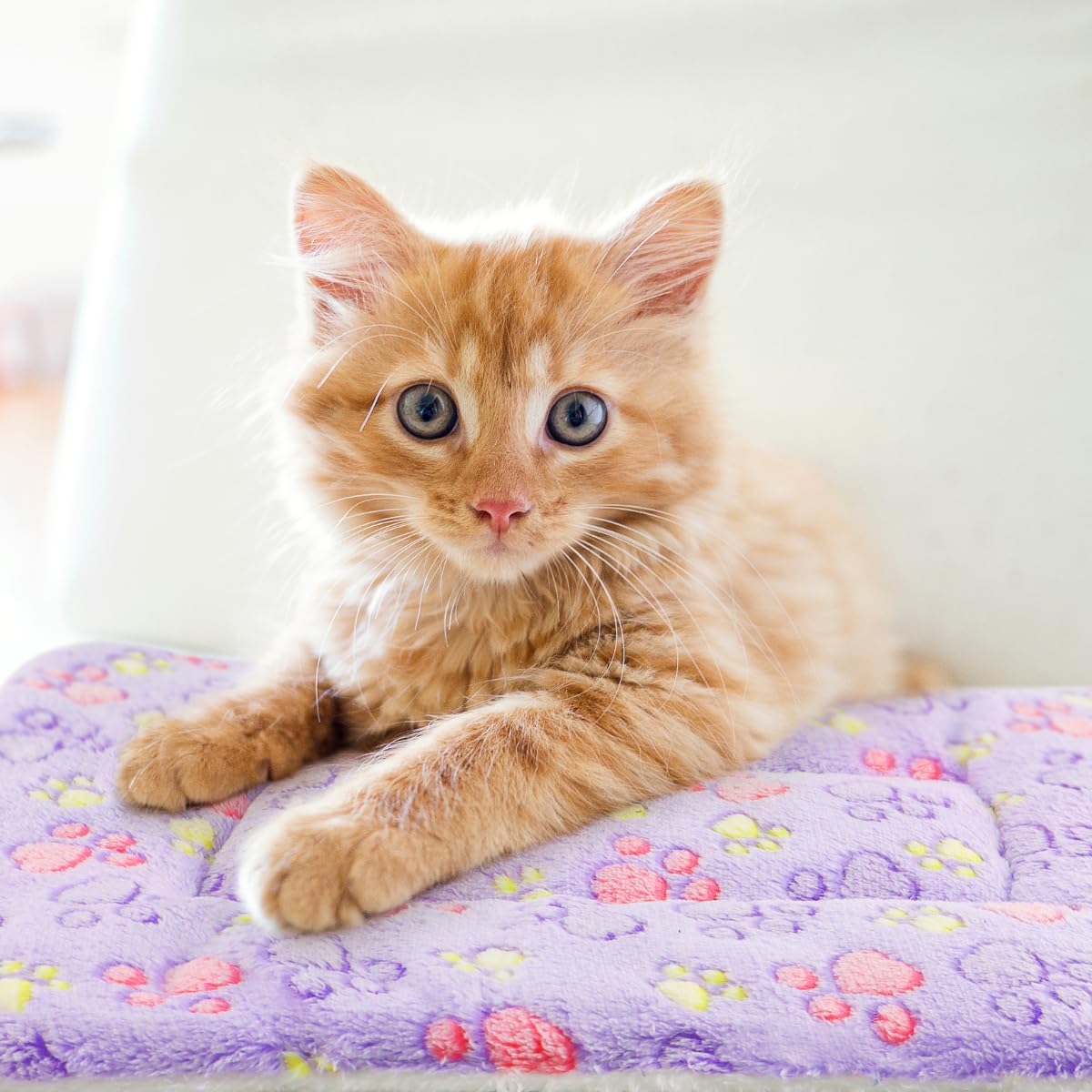 2 Pack Cat Blanket for Indoor Cat, Warm Calming Kitten Beds