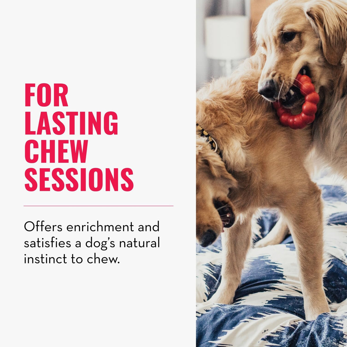 KONG Ring, Natural Rubber Chew Toy for Dental Health, for Small/Medium Dogs