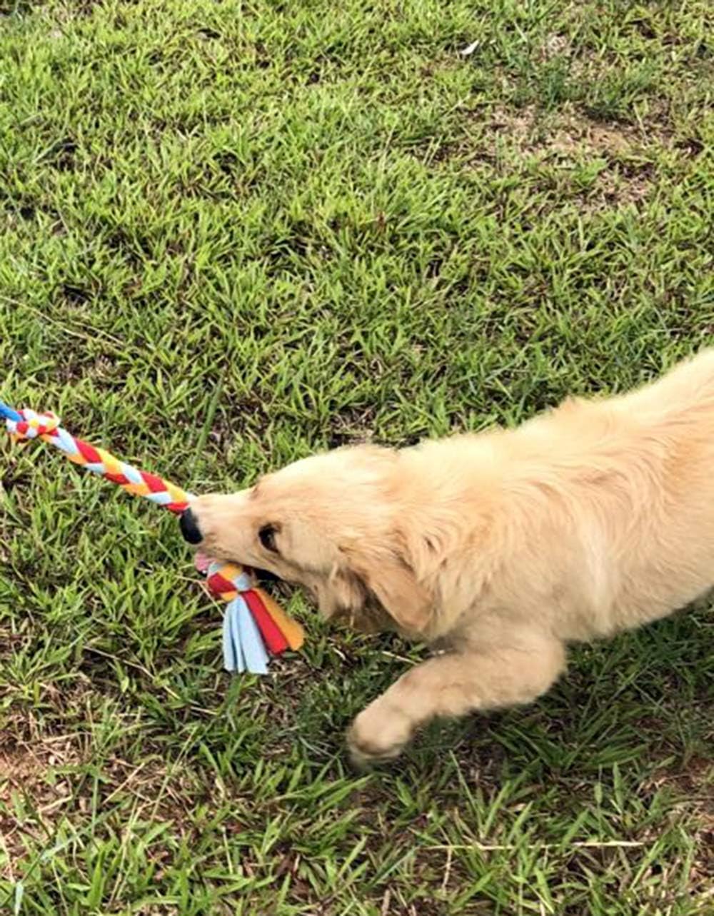 Dog Fleece Rope Teaser Toy as Replacement to Chase and Tug (A-2PCS)