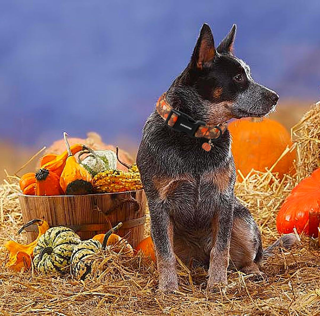 Fall Pumpkin Dog Collar- Design Fall Holiday Dog Collars Adjustable Halloween Pumpkin Sunflower Dog Collar for Small Med