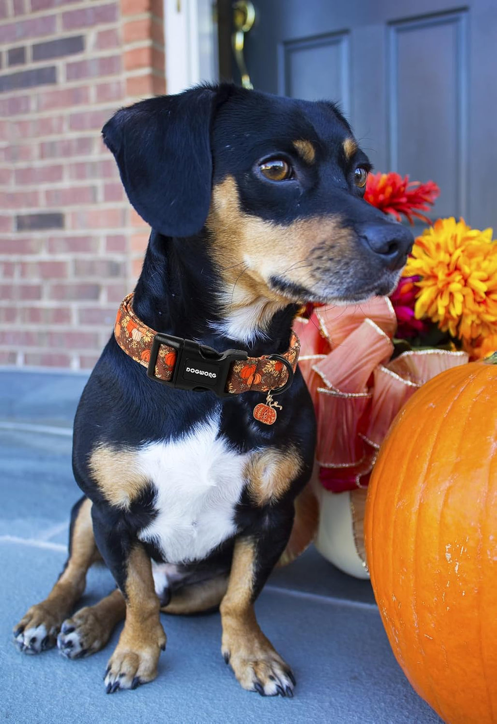 Fall Pumpkin Dog Collar- Design Fall Holiday Dog Collars Adjustable Halloween Pumpkin Sunflower Dog Collar for Small Med