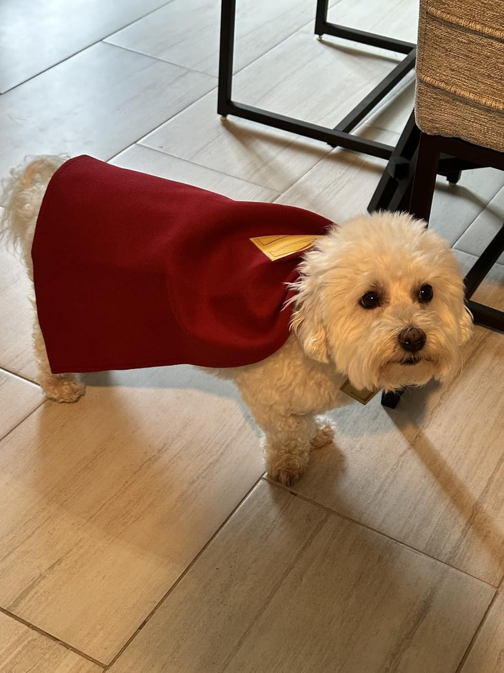 Dog Superhero Cape Costume, Red with Gold Star, S