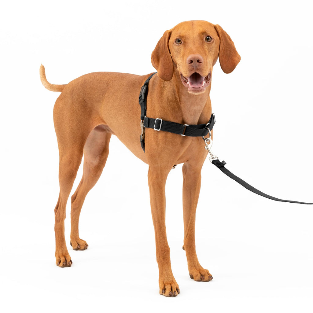 PetSafe Easy Walk Harness, No Pull Dog Harness, Black, Medium