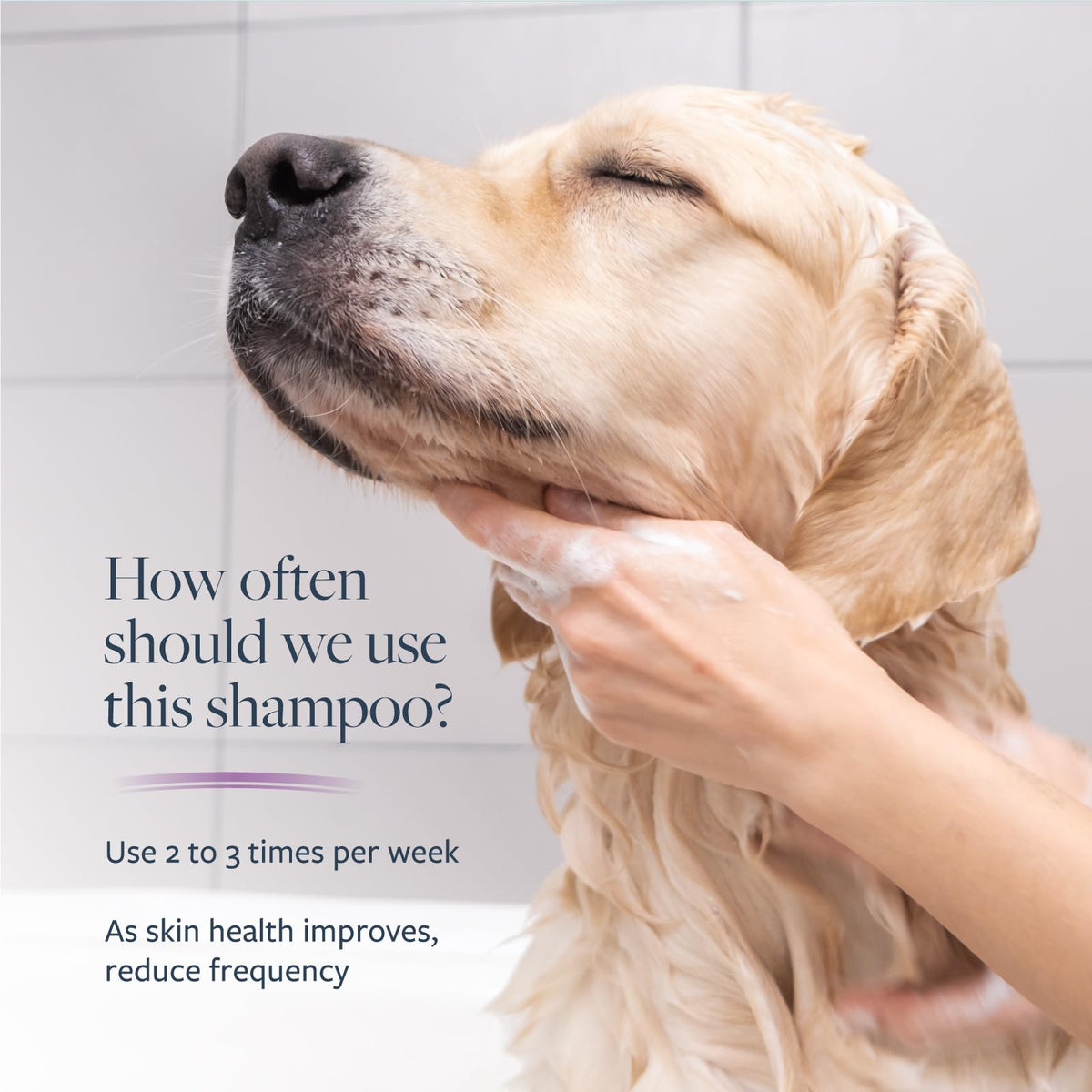 Veterinary Formula Antiparasitic & Antiseborrheic Dog Shampoo - 16 oz