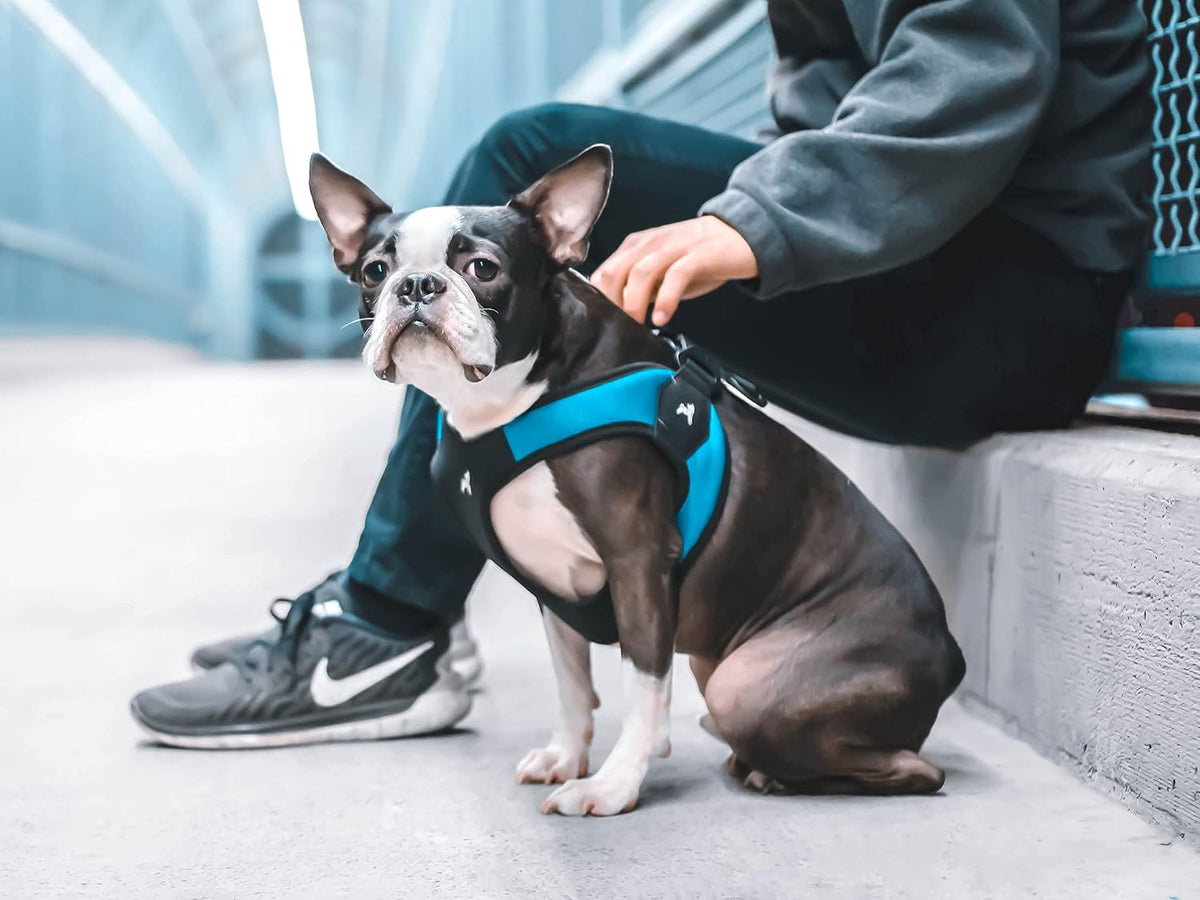 Gooby Escape Free Easy Fit Dog Harness, Step-in, Turquoise, Small