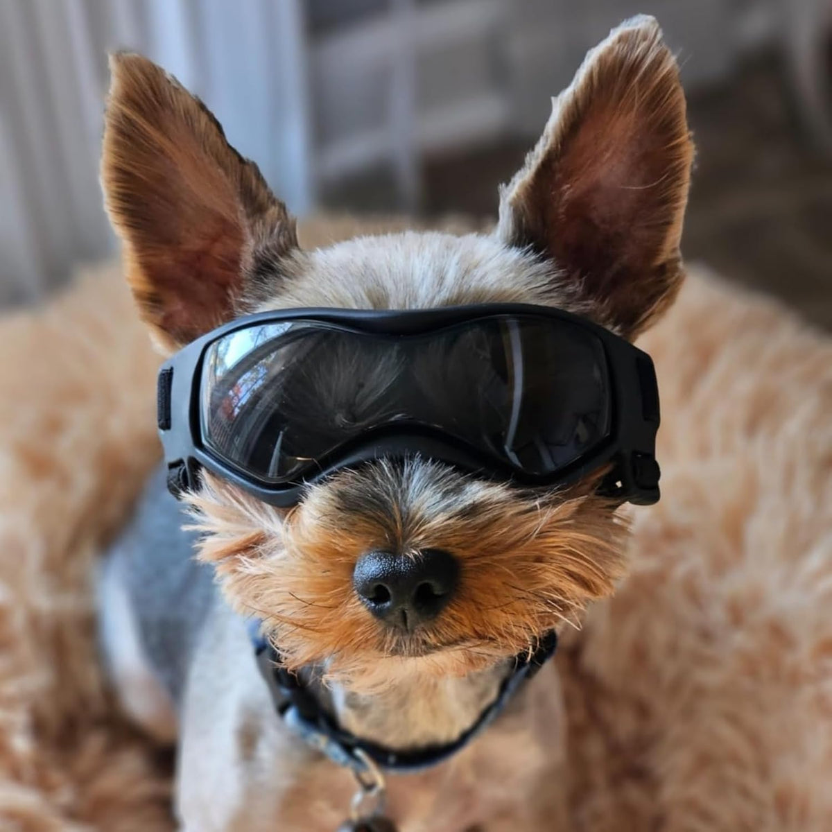 Dog Goggles Small Breed, XS Dog Sunglasses Chihuahua Glasses Anti-UV Eyes Protection for XSmall Pets Tiny Dogs Cats, Bla