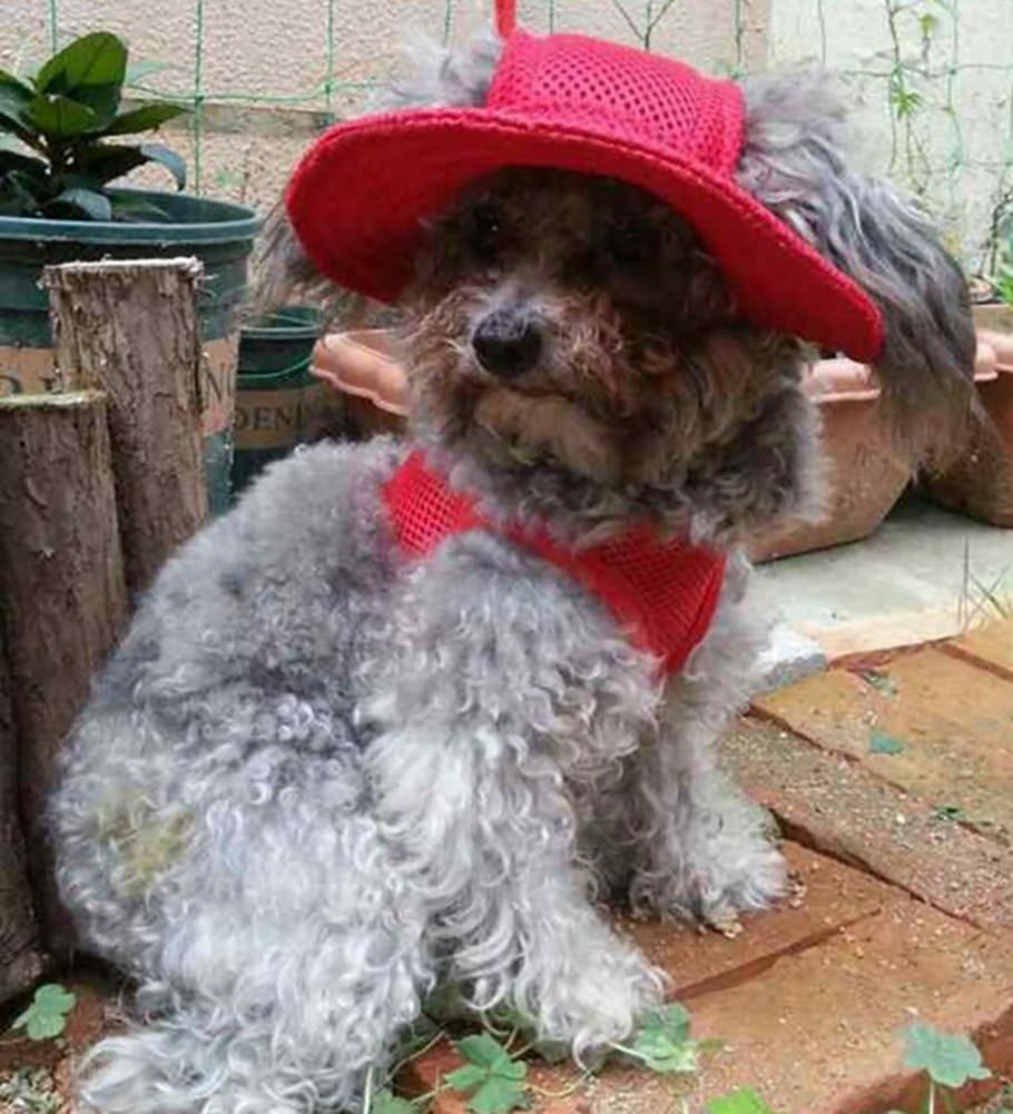 Round Brim Princess Hat Visor Hat Pet Dog Mesh Porous Sun Hat with Ear Holes for Small, Extra Small Dog Teddy, Pug, Chih