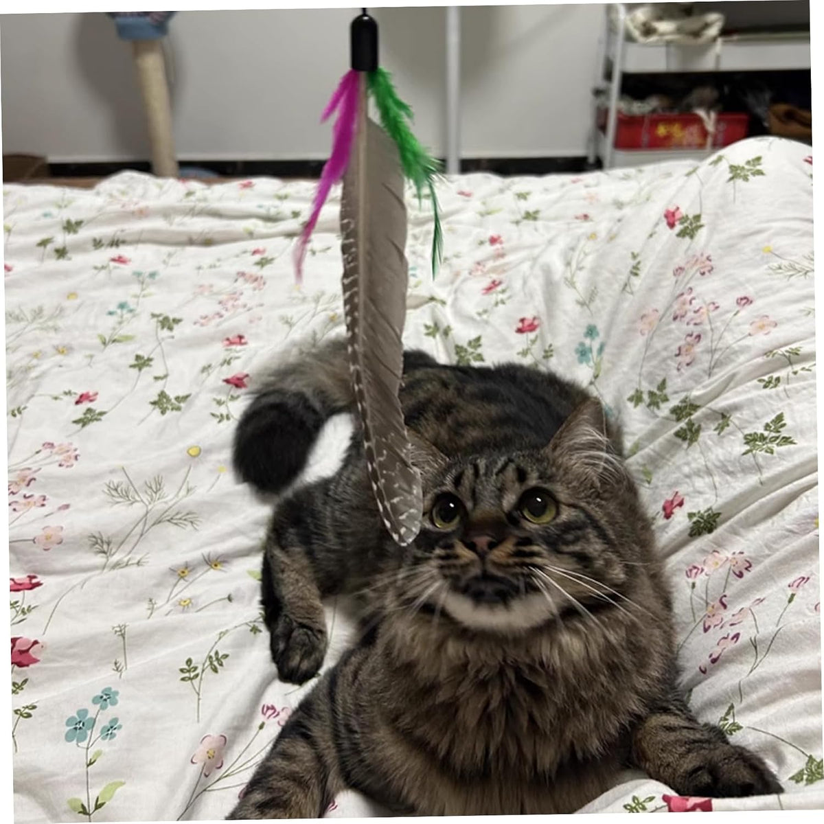 8PCS Cat Toys Feathers Replacements 7.9'' Natural Cat Wand Toy Replacements with Loop Long-Lasting Fishing Pole Toy for 