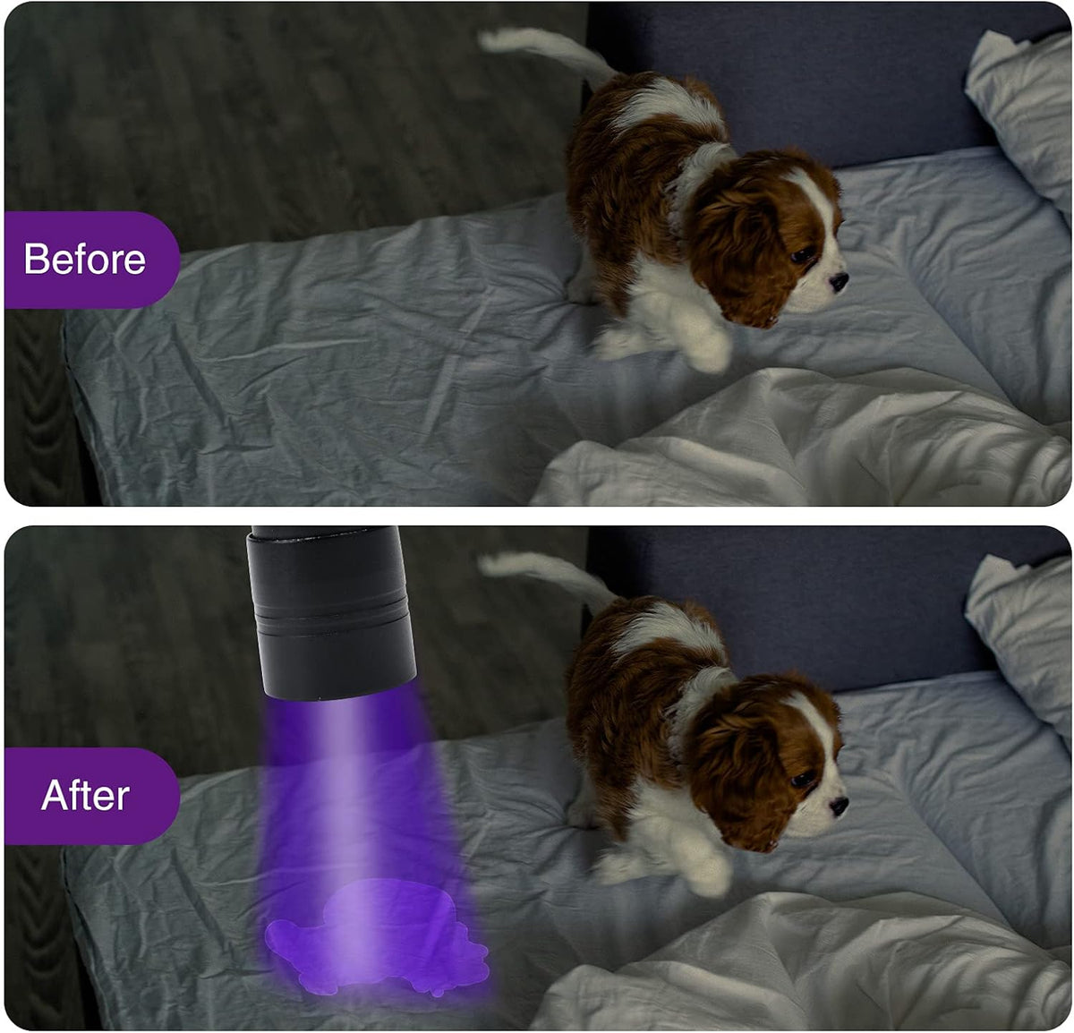 COSOOS 2 Pack UV Flashlight, 12 LED Handheld Blacklight Flashlight 395nm Mini Light Torch Detector for Dog Pet Urine Sta