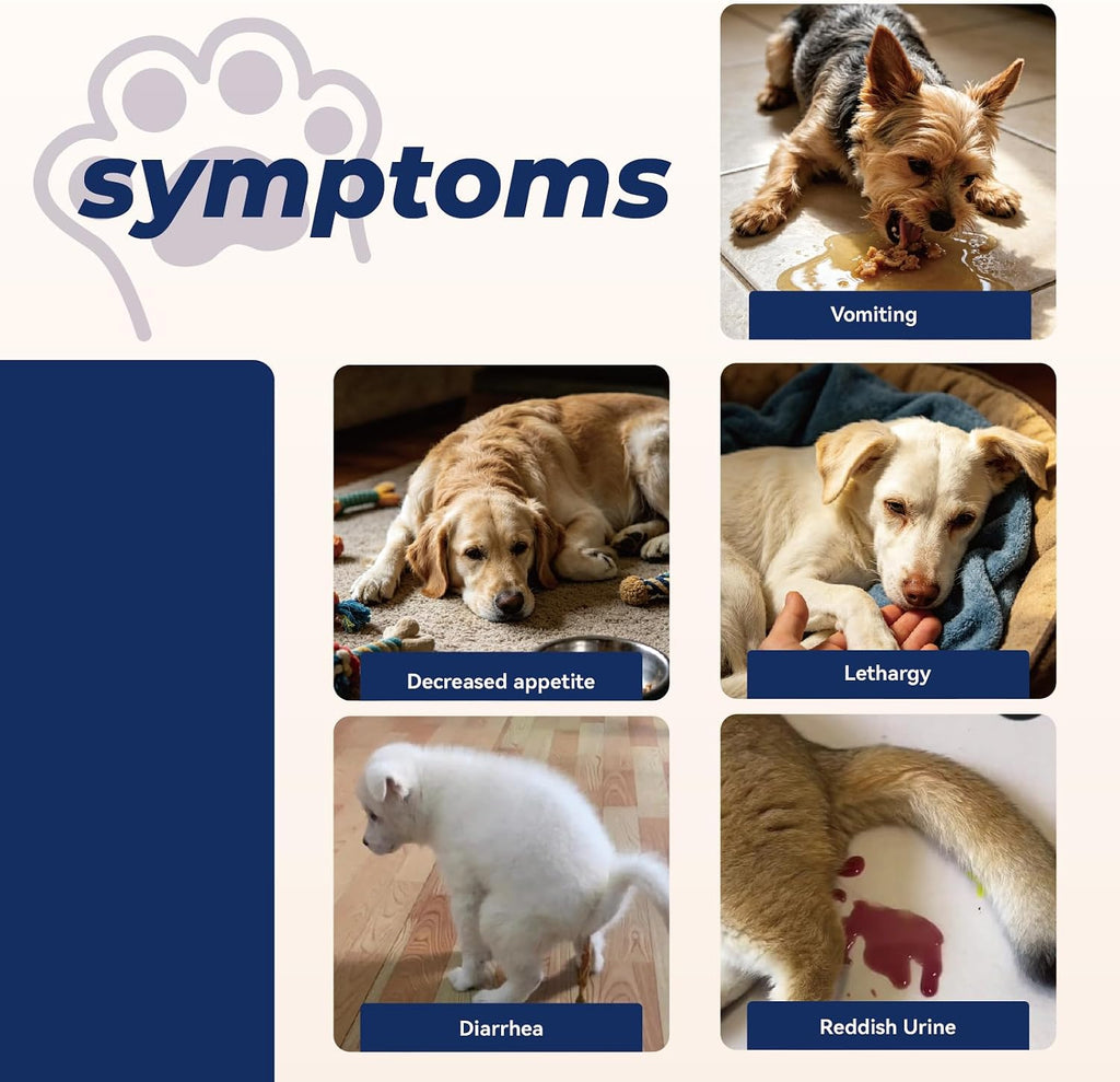 10 Parameter Urinalysis Test Strips for Dog, Pet UTI Test Strips 100ct, Diabetes, Blood, Ketone, UTI, Glucose, Nitrite, 