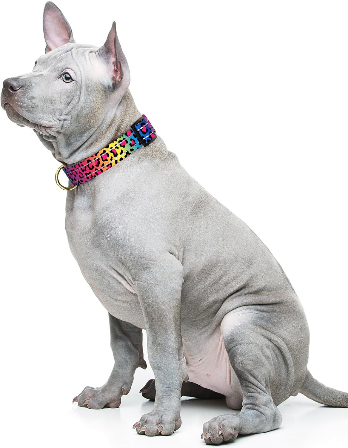 Reflective Adjustable Dog Collar for Medium Dogs, Leopard Neon, M