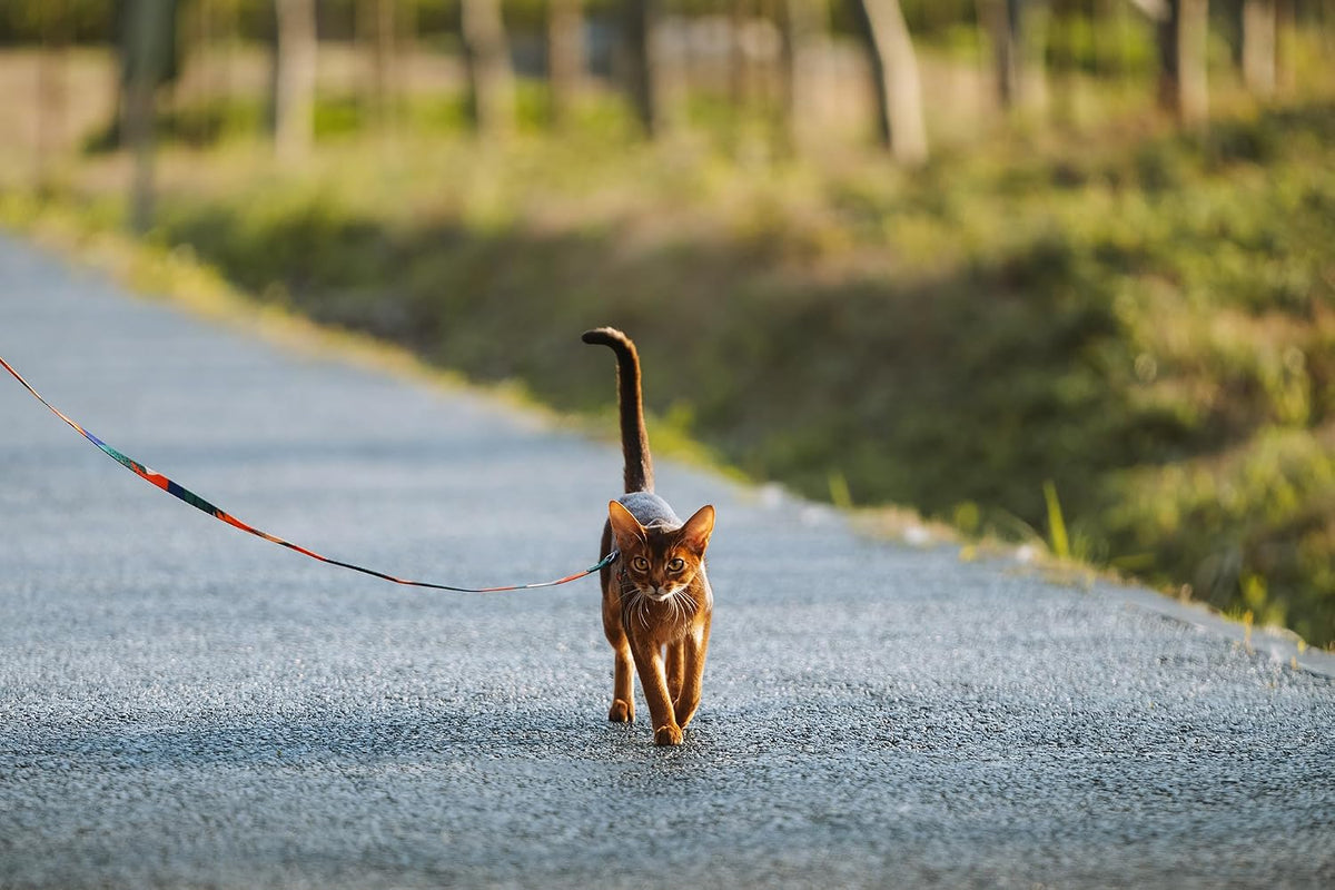 pidan Cat Harness and Leash Set, Escape Proof Adjustable Kitten Harness for Large Small Cats, Easy Use, Lightweight Soft