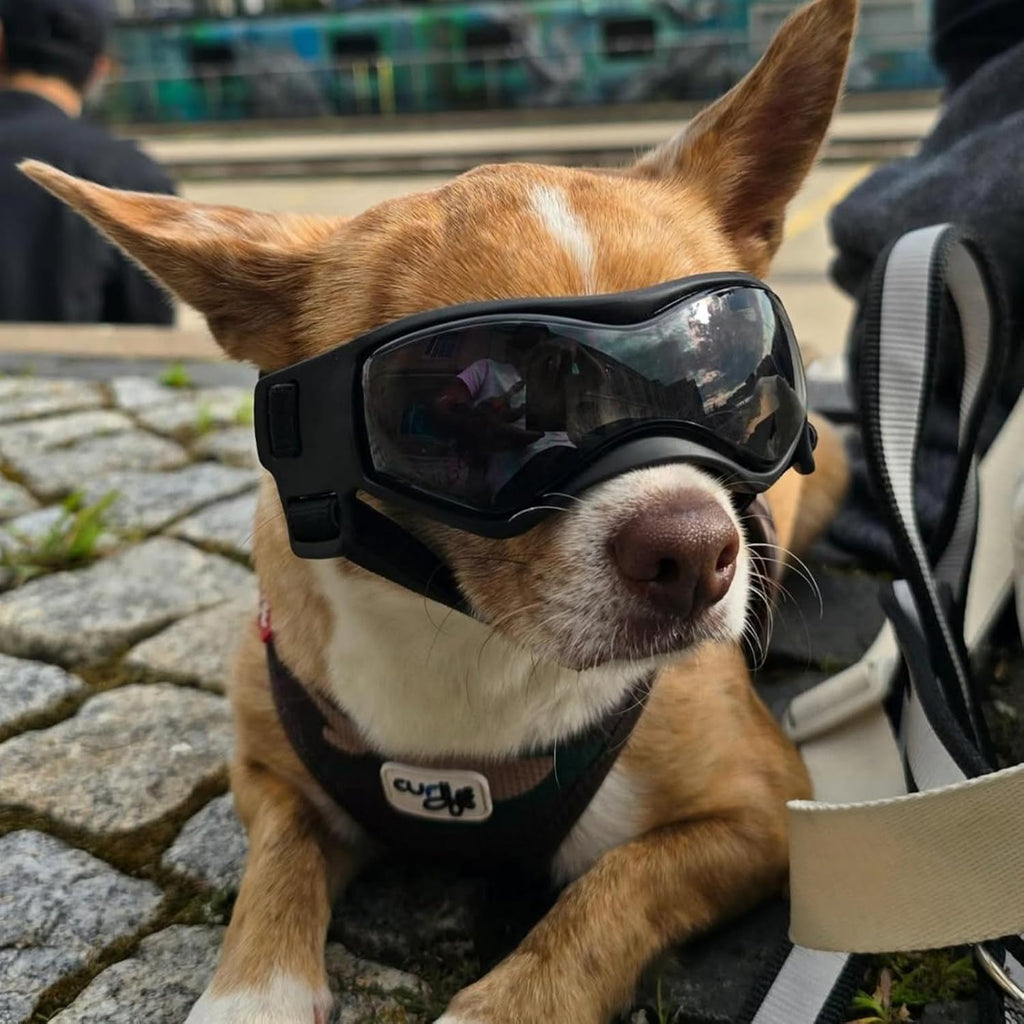 Dog Goggles Small Breed, XS Dog Sunglasses Chihuahua Glasses Anti-UV Eyes Protection for XSmall Pets Tiny Dogs Cats, Bla