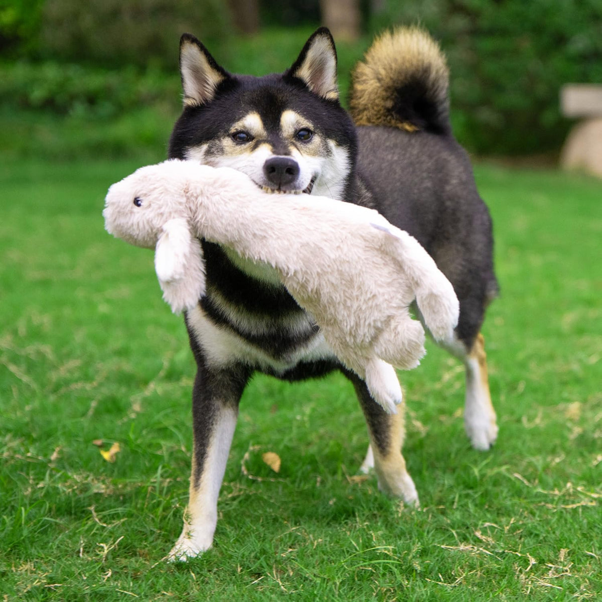 Best Pet Supplies 2-in-1 Stuffless Squeaky Dog Toy - 4 Figures, Small