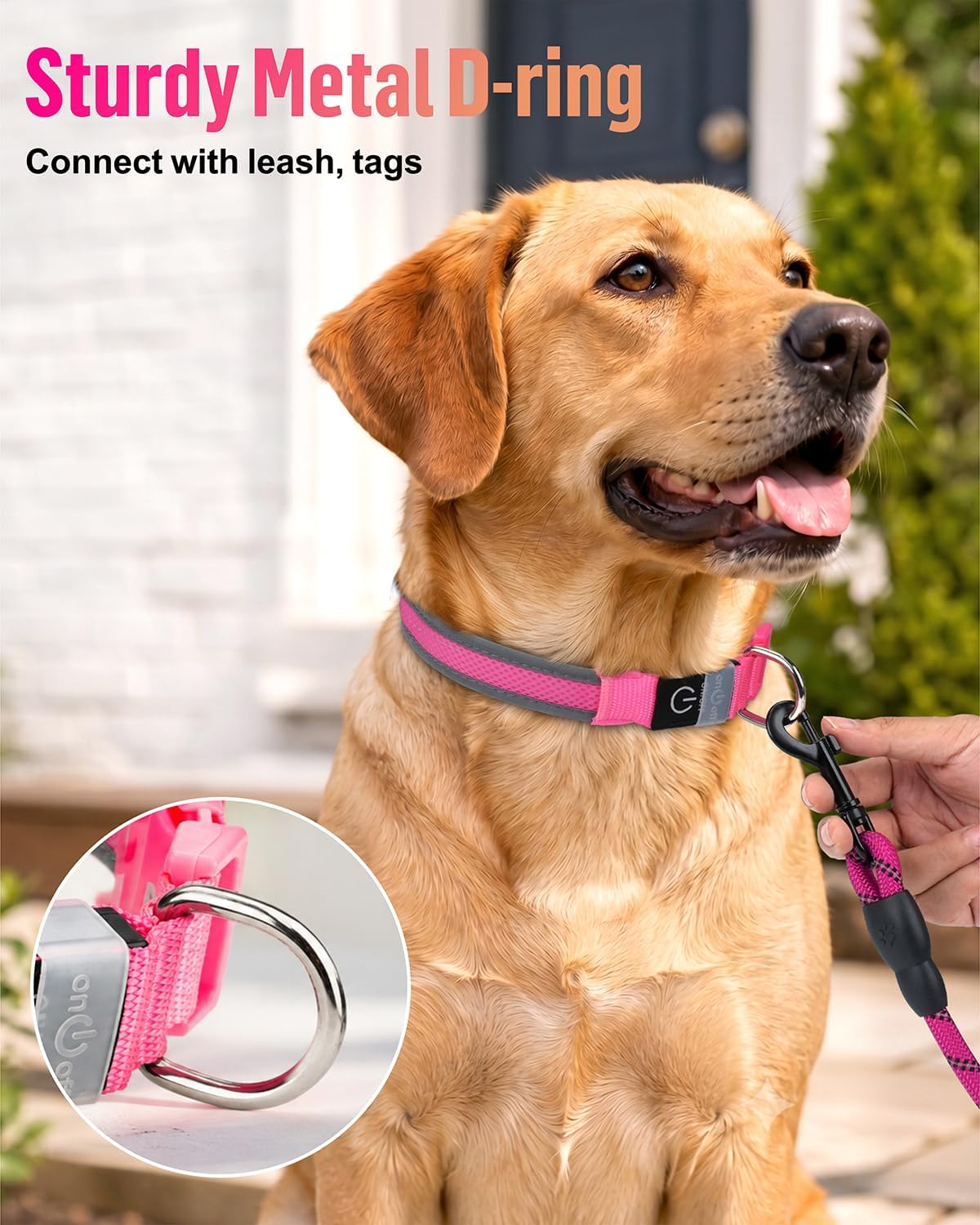 Taglory Light Up Dog Collar for Night Walking, LED Rechargeable, Hot Pink M
