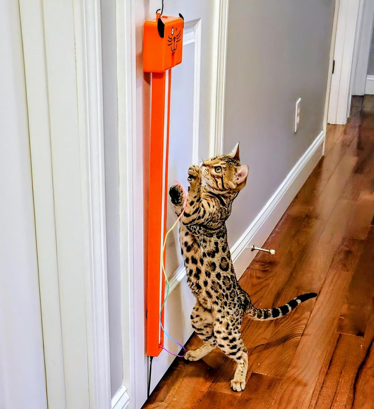 Moody Pet Interactive Cat Toy for Indoor Cats – Fling-AMA-String Automatic, Moving, Flying String Toy for Cats – Battery