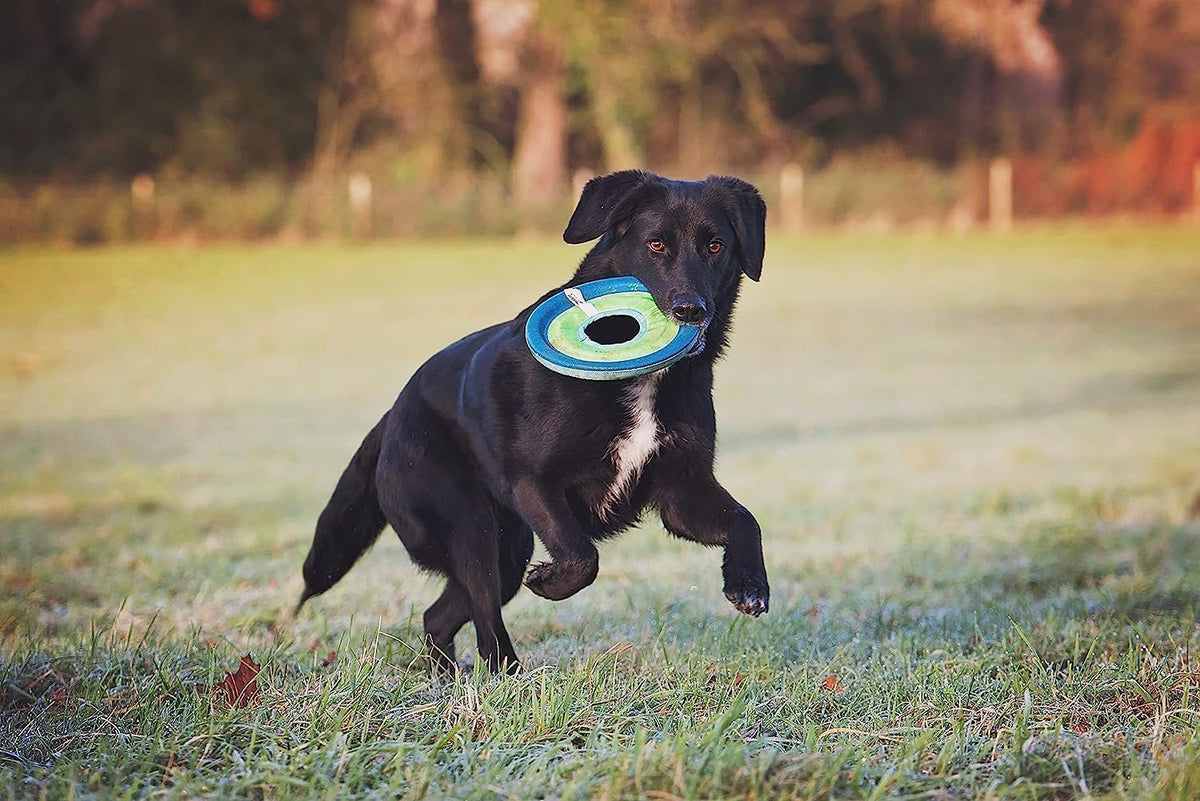 Chuckit! Max Glow Zipflight Flying Disc Dog Toy, Floats, Medium, 8.5in
