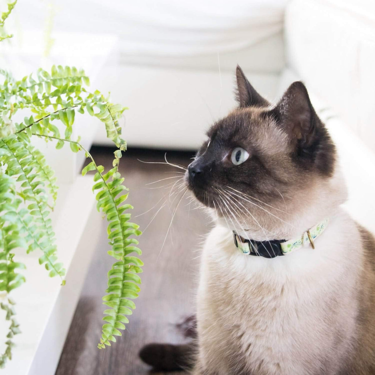 Breakaway Cat Collar & Matching Friendship Bracelet, Green