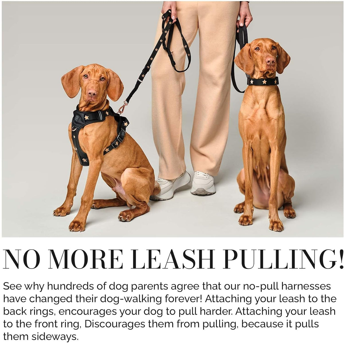 3-in-1 City Dog Leash - Rockstar, Adjustable Bungee Leash - L