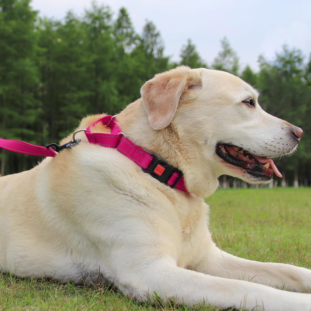 Joytale Martingale Collar for Dogs, Escape Proof No Pull, Hotpink, M