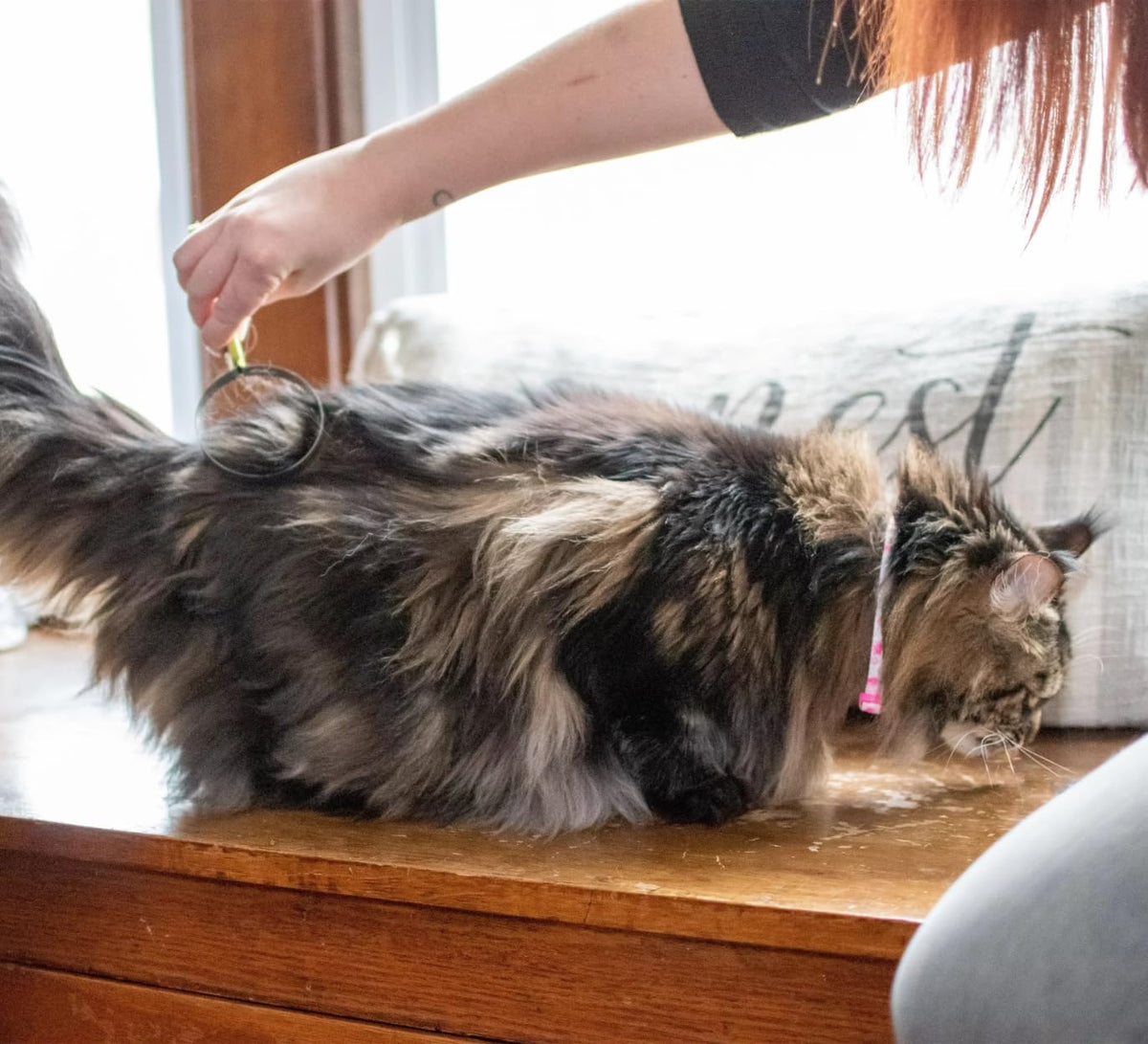 Coastal Pet Stainless Steel Safari Cat Shedding Blade - Cat Hair Removal Brush - Pet Grooming Tool to Prevent Hairballs 
