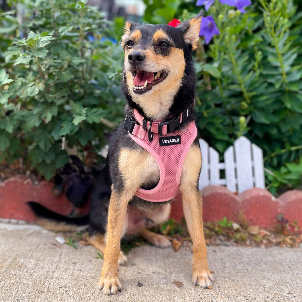 Voyager Step-in Lock Dog Harness - Pink, Medium