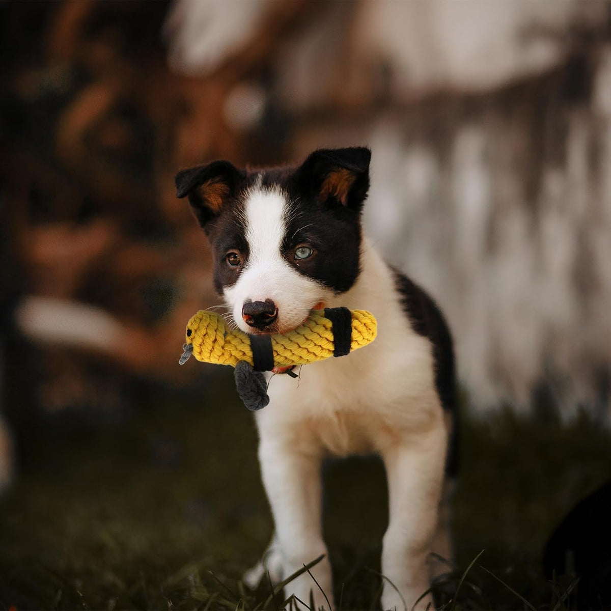 Bee Cotton Rope Dog Chew for Indoor Play and Training at Home
