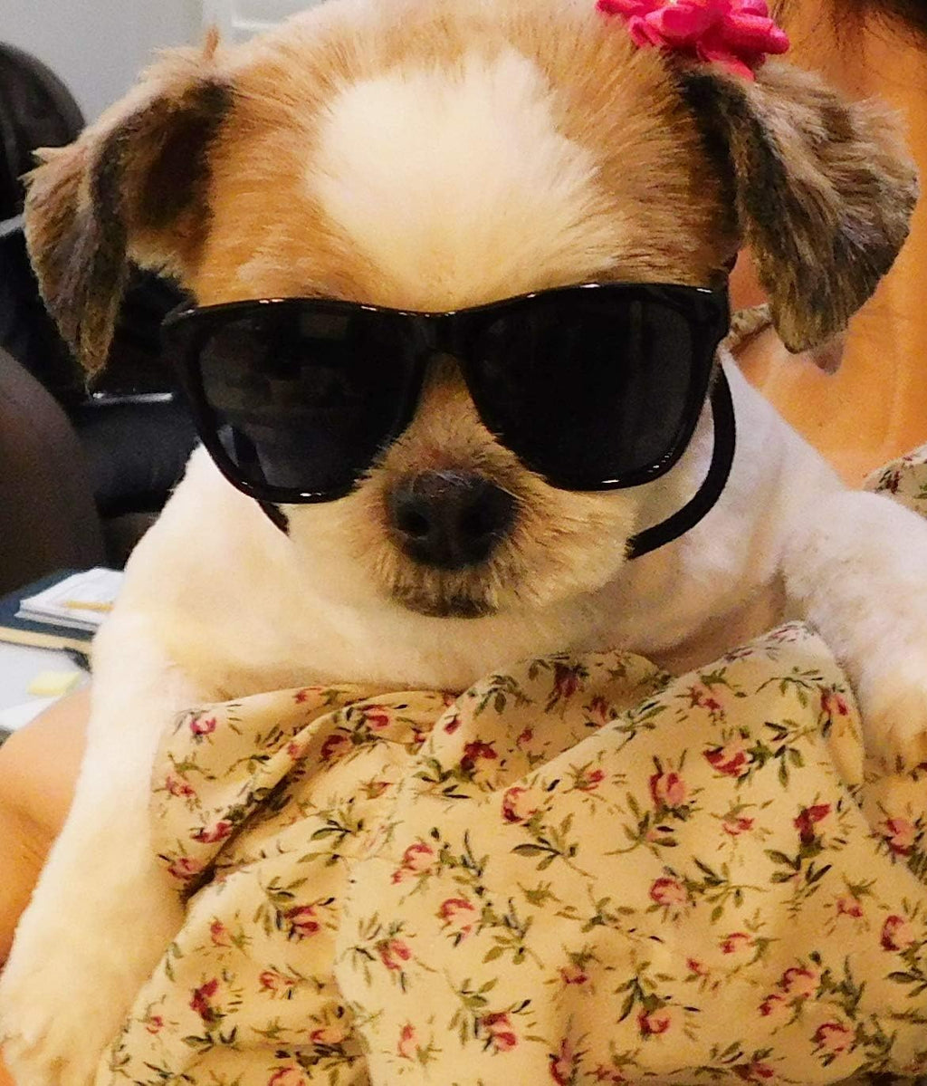 G014 Retro 80s Pet Dog Sunglasses Teacup Toy Small Medium Breed (S Dog up to 15 lbs, Black)