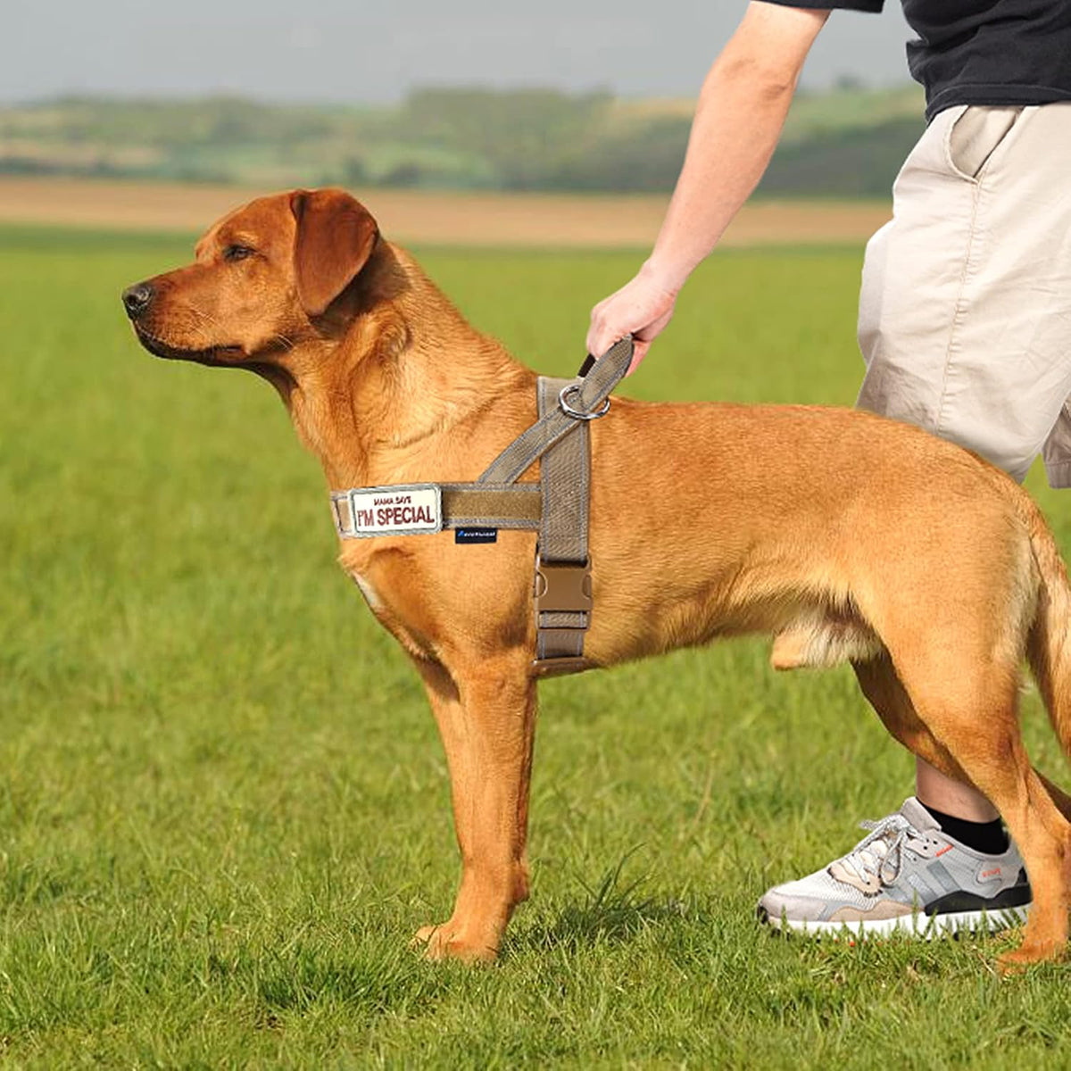 Annchwool No Pull Dog Harness with Soft Padded Handle & Front Clip(Brown,L)