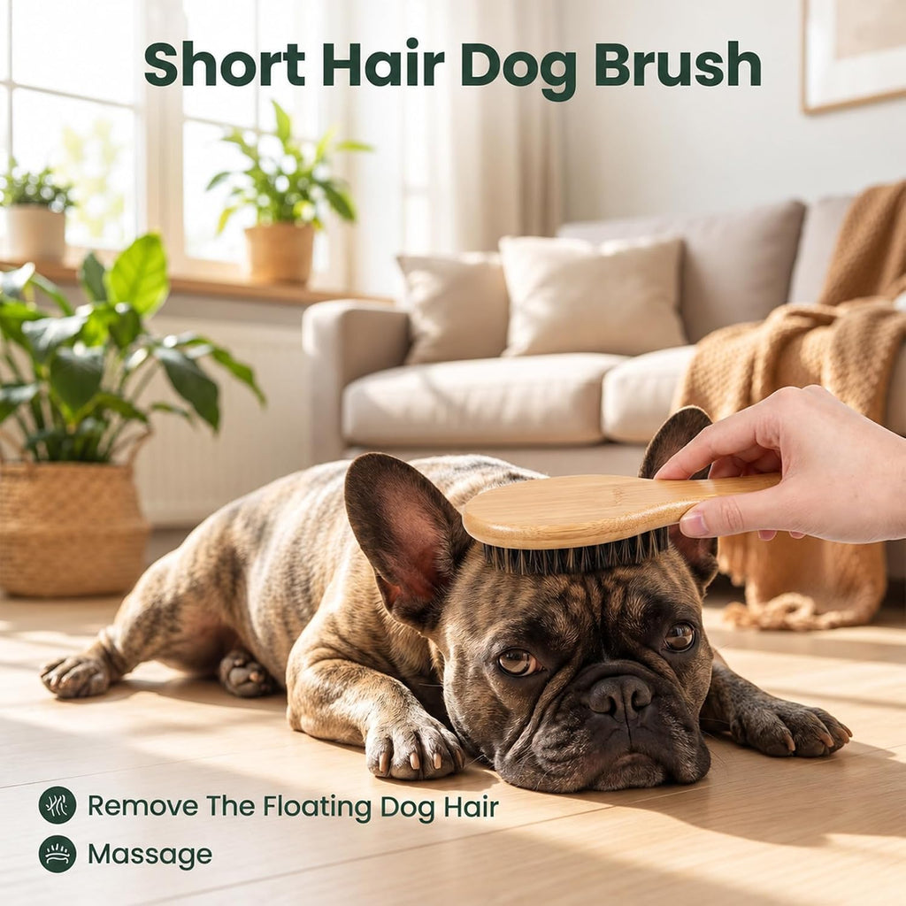 Boar Bristle Cat Brush, Soft Cat Brush for Indoor Cats Gentle Kitten