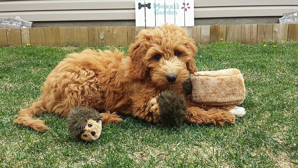 ZippyPaws Burrow Interactive Dog & Puppy Toys for Boredom - Hedgehog Den