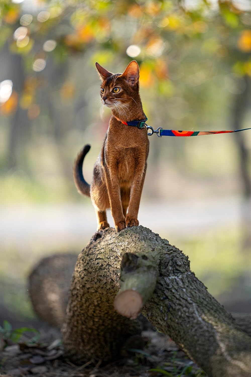 pidan Cat Harness and Leash Set, Escape Proof Adjustable Kitten Harness for Large Small Cats, Easy Use, Lightweight Soft