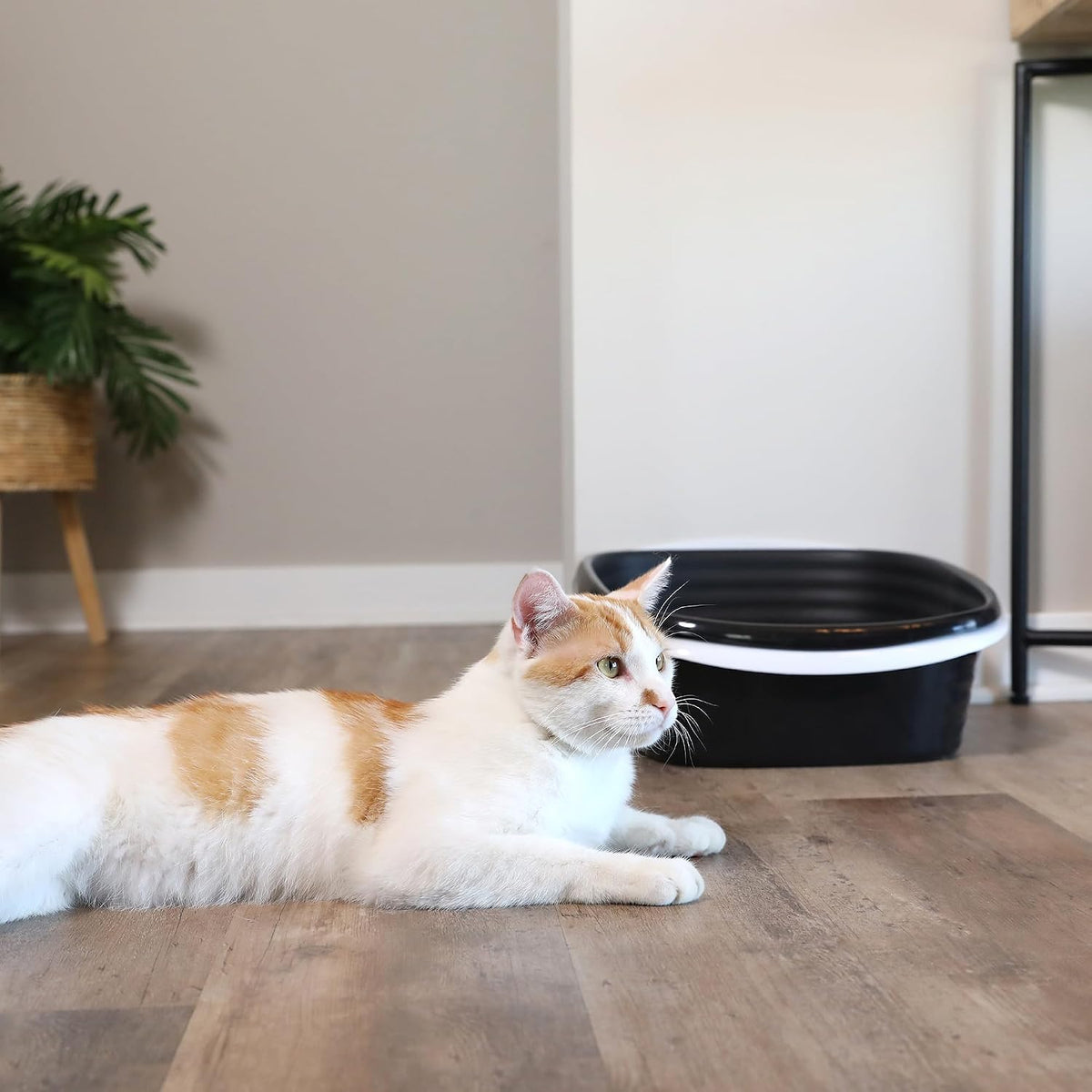 Arm & Hammer Large Sifting Litter Box Scoop Free Cat Litter Tray with Microban, Made in USA