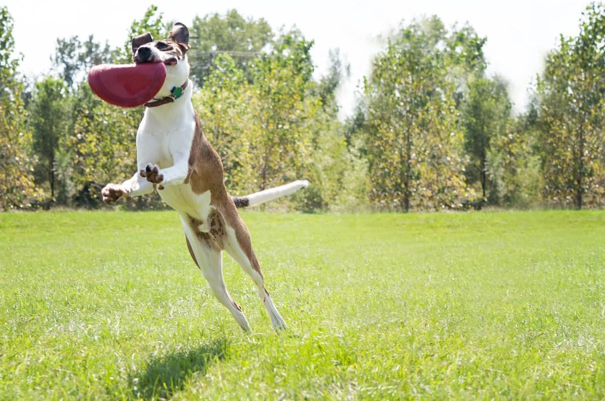 KONG Flyer Rubber Disc Dog Toy - for Catch, Fetch and Playtime - Red, Large 2 Pack