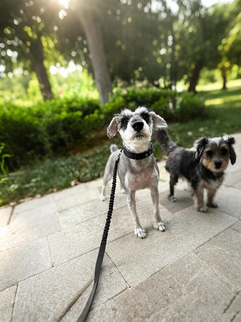 5FT Bungee Dog Leash Shock Absorbing Lightweight Small Medium Dogs