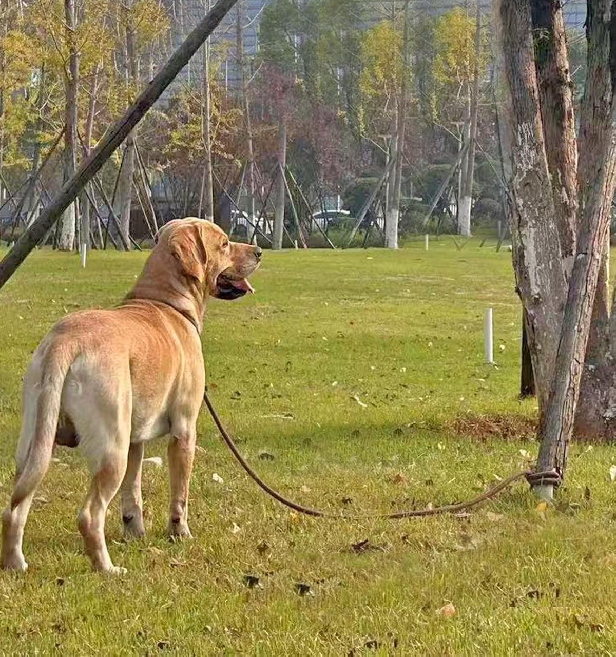25FT Dog Tie Out Leash Long Tether 8-10-13-15-20-30-35-40-50-65FT