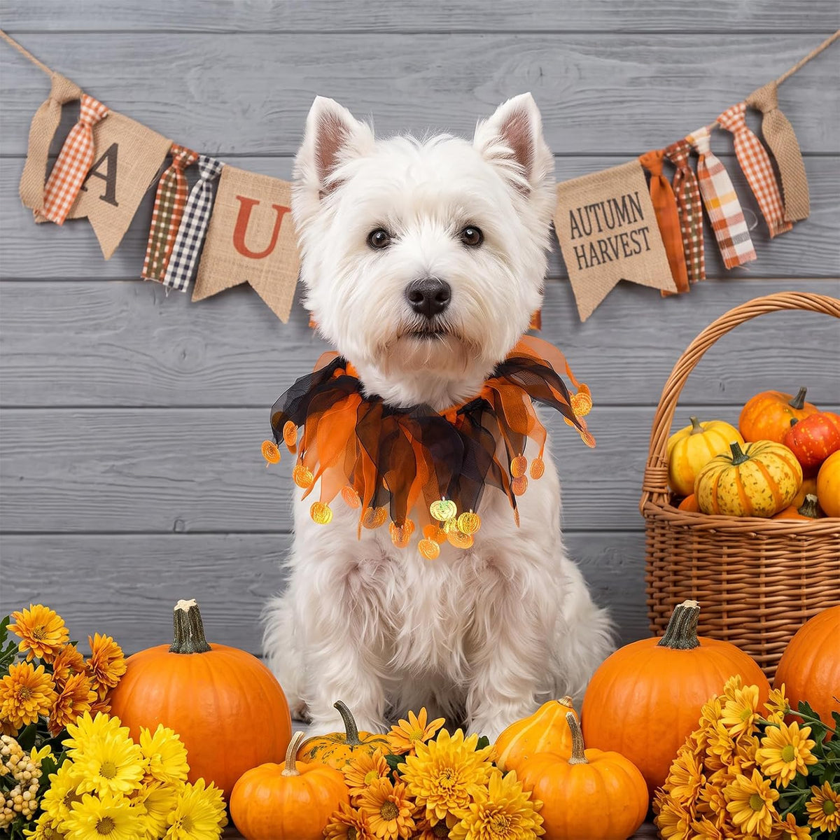choyaxo Halloween Dog Tutu Collar