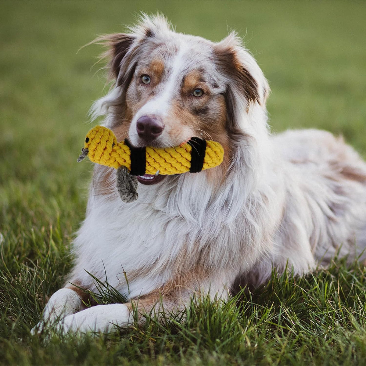 Bee Cotton Rope Dog Chew for Indoor Play and Training at Home